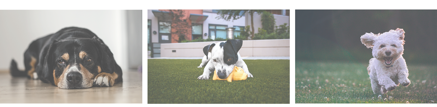 product design，Pets，Appearance design，Dog playground，