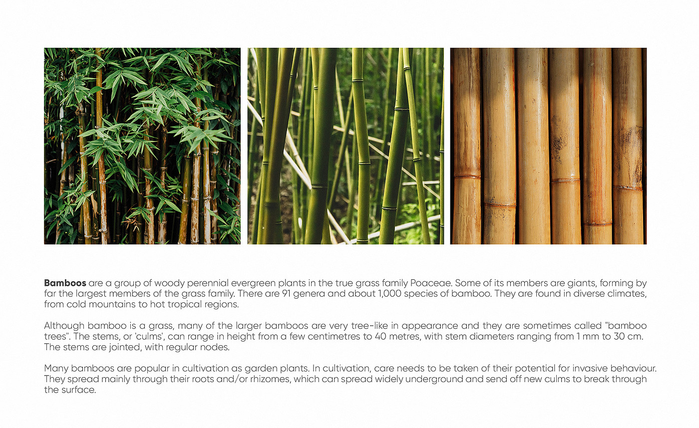 irrigation，Botany，Bamboo，