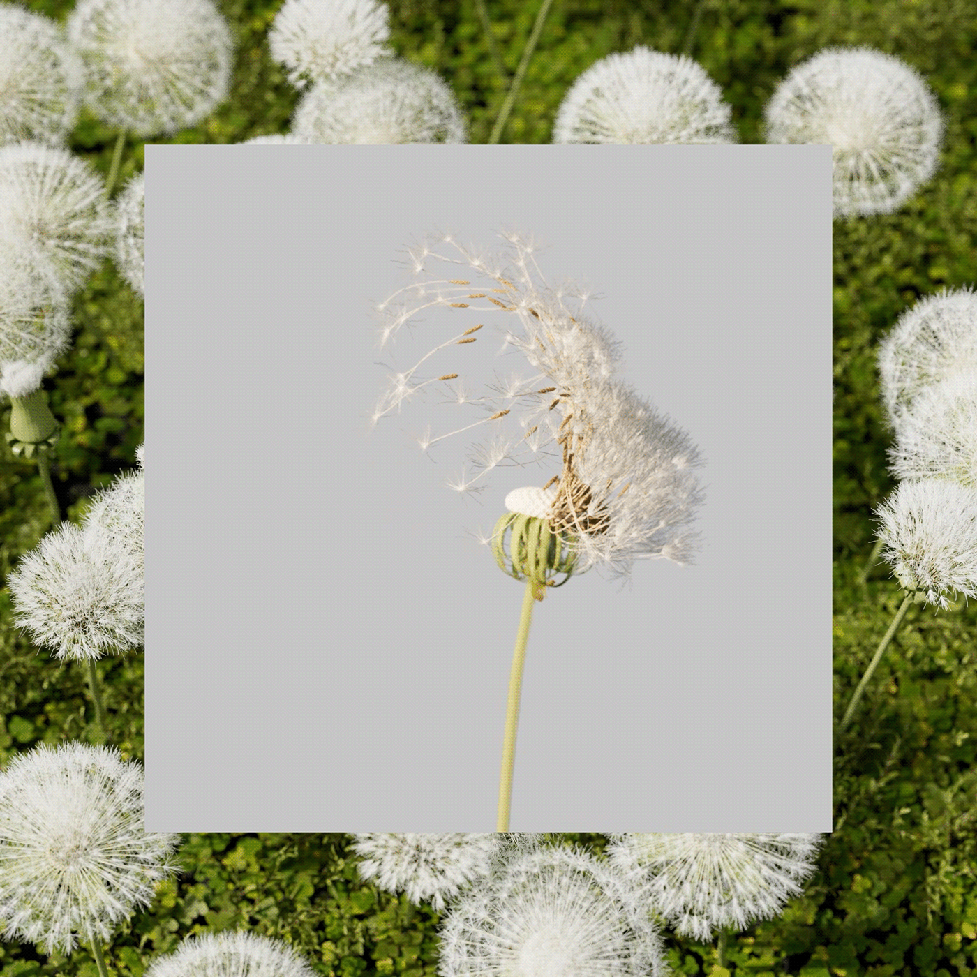 3D animation，Motion design，product design，Dynamic graphics，graphic design ，3d，