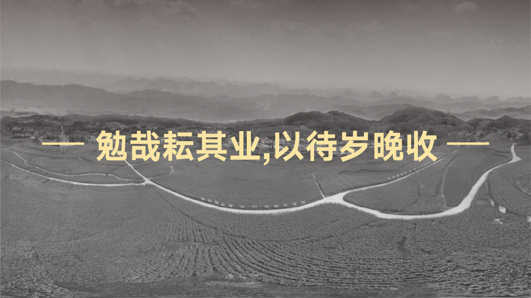 Original works，plane，Brand design，packing design，Baijiu design，FMCG design，Video production，