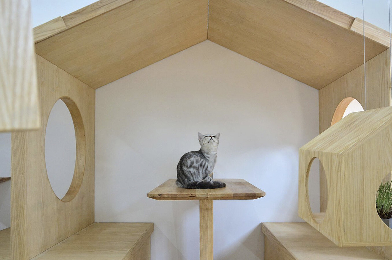 猫咖啡馆，猫，咖啡馆，建筑设计，室内设计，