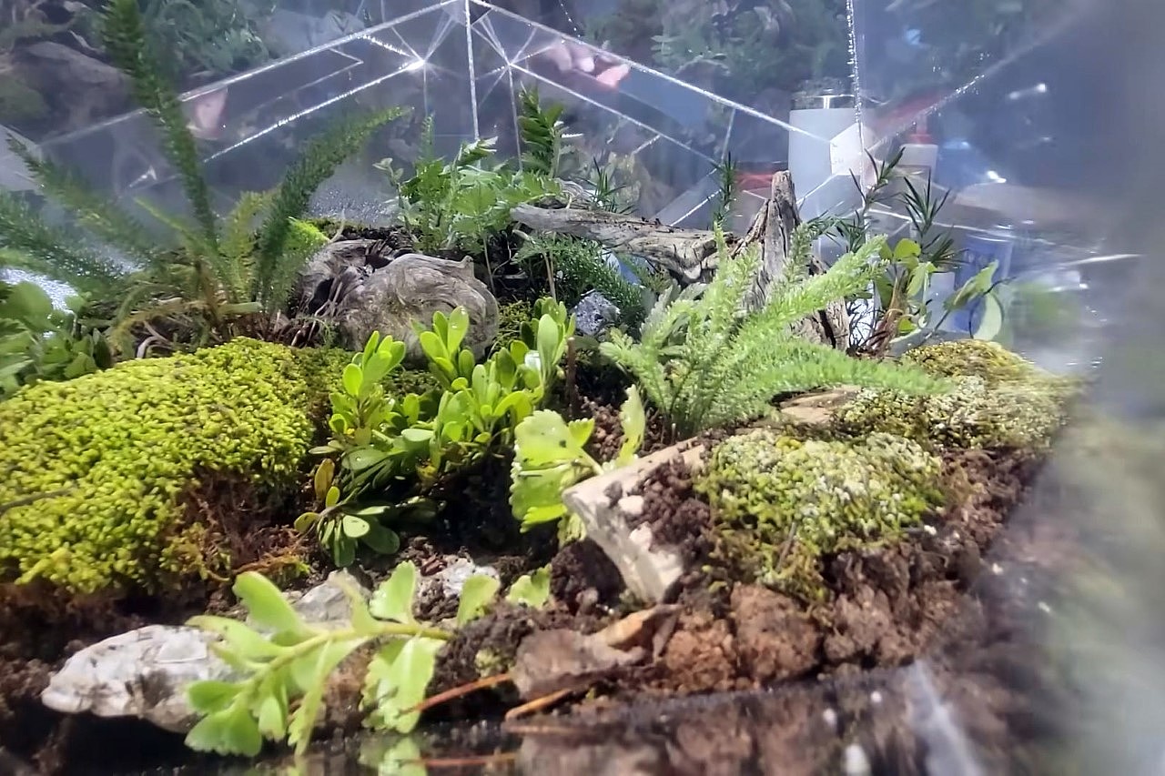 diy，Aquarium，icosahedral glass cylinder，