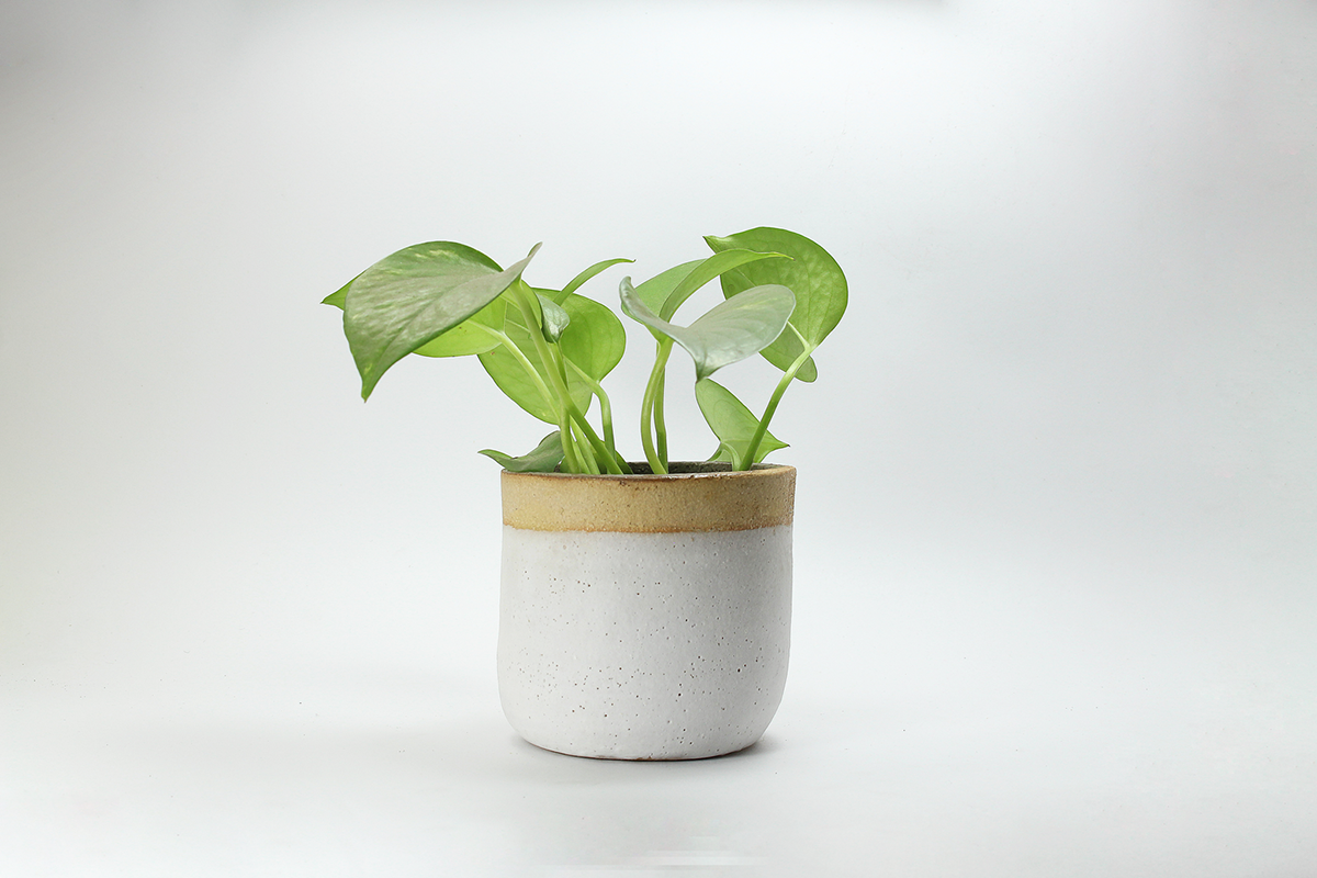 Flowerpot，Potted plants，outdoors，product design，