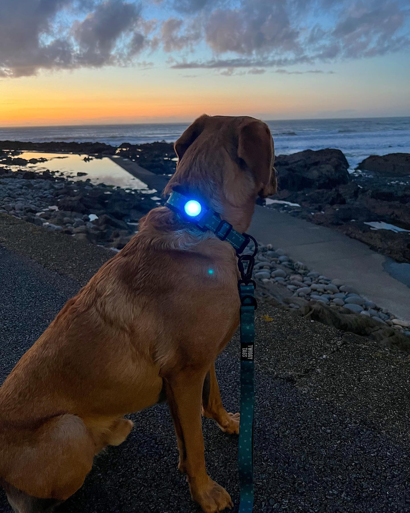 Pets，led，outdoor light，dog，Warning light，