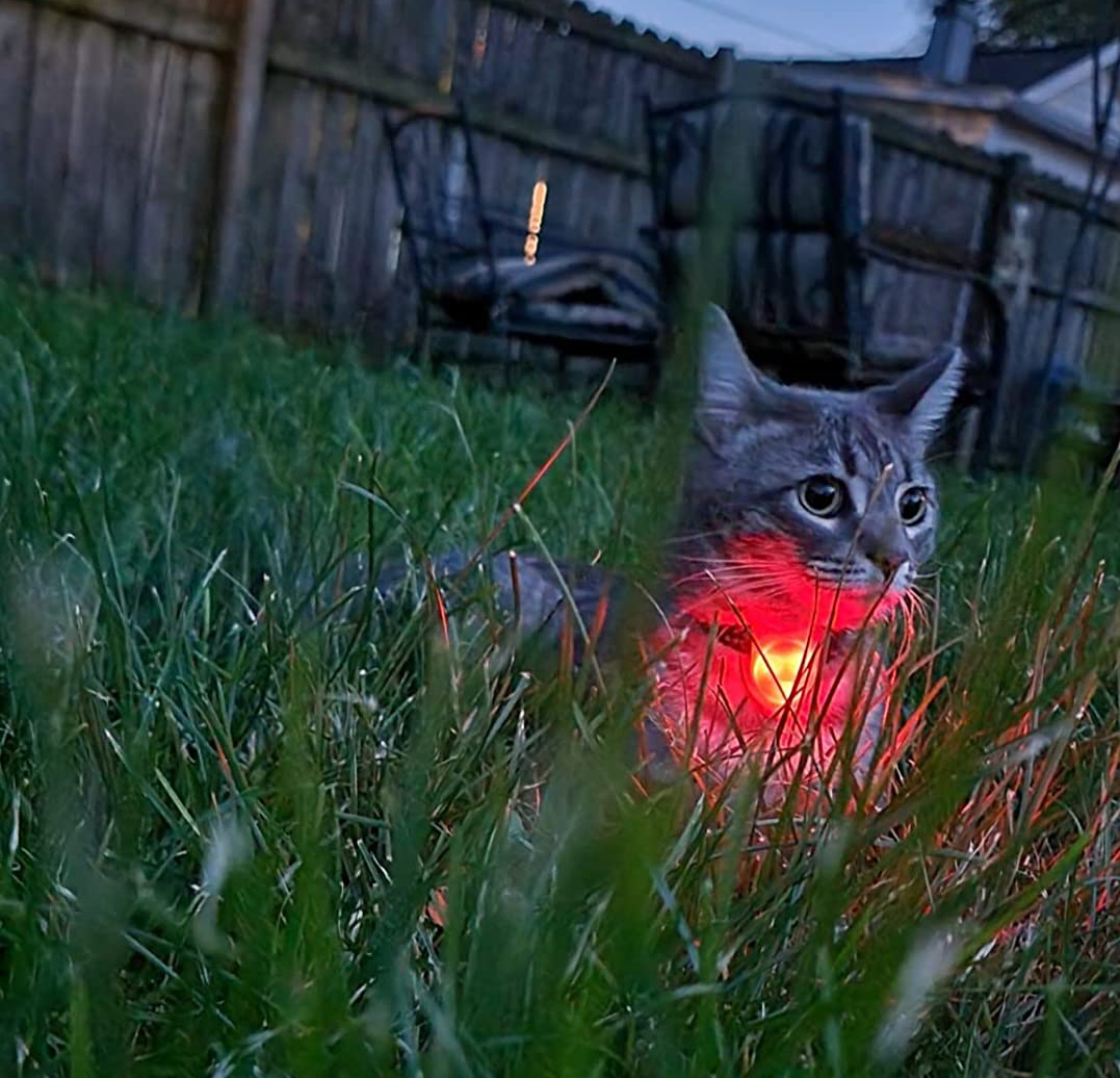 Pets，led，outdoor light，dog，Warning light，