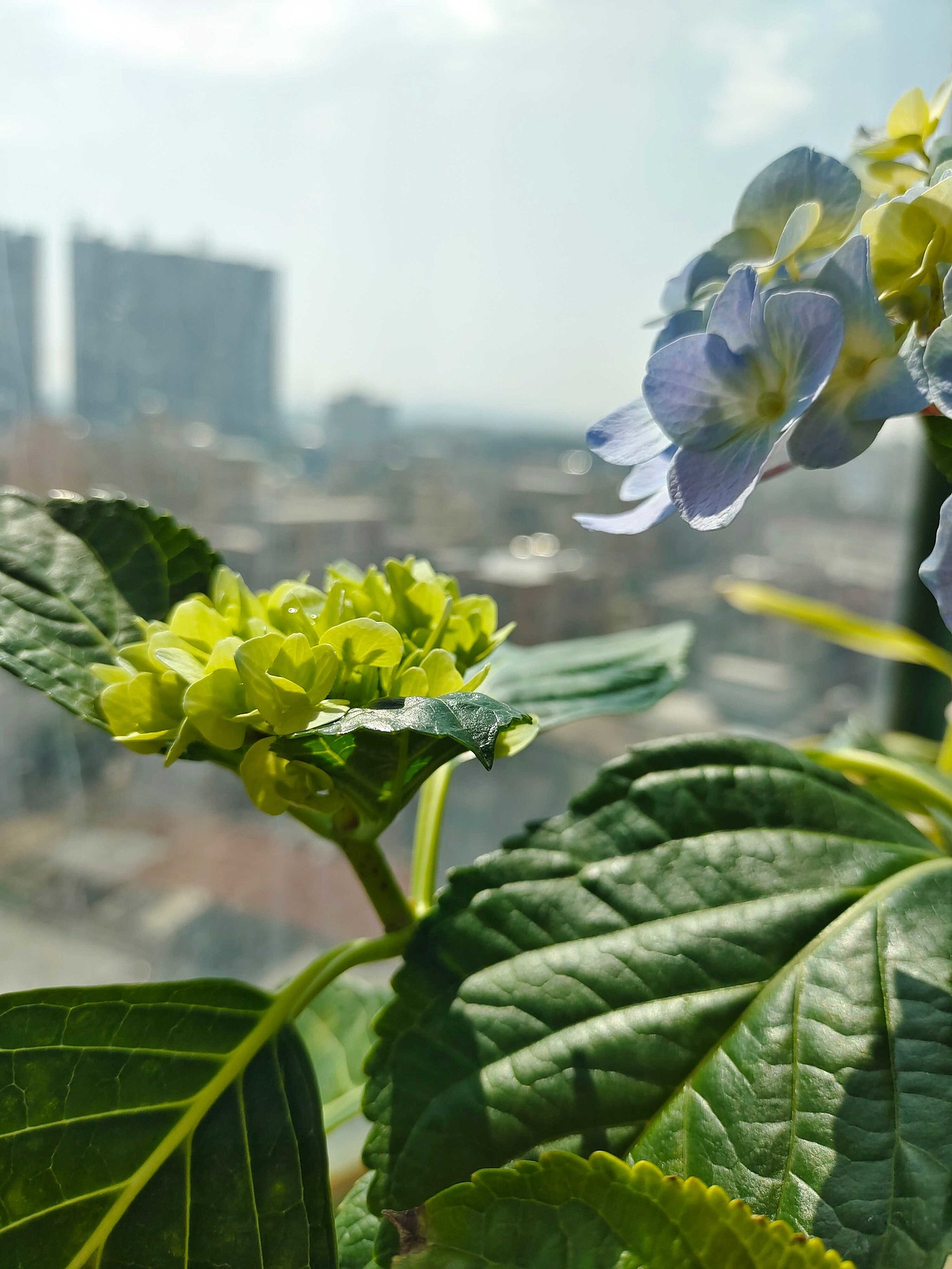 Flower hydrangea，