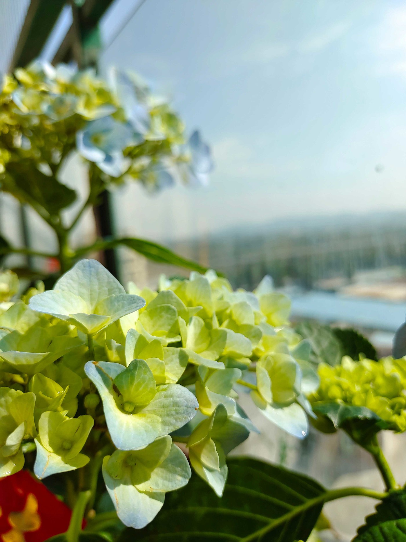 Flower hydrangea，