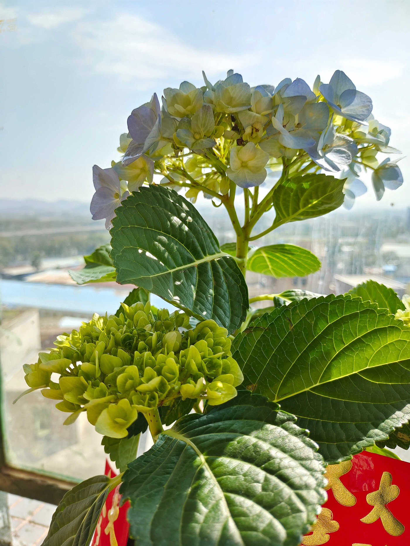 Flower hydrangea，