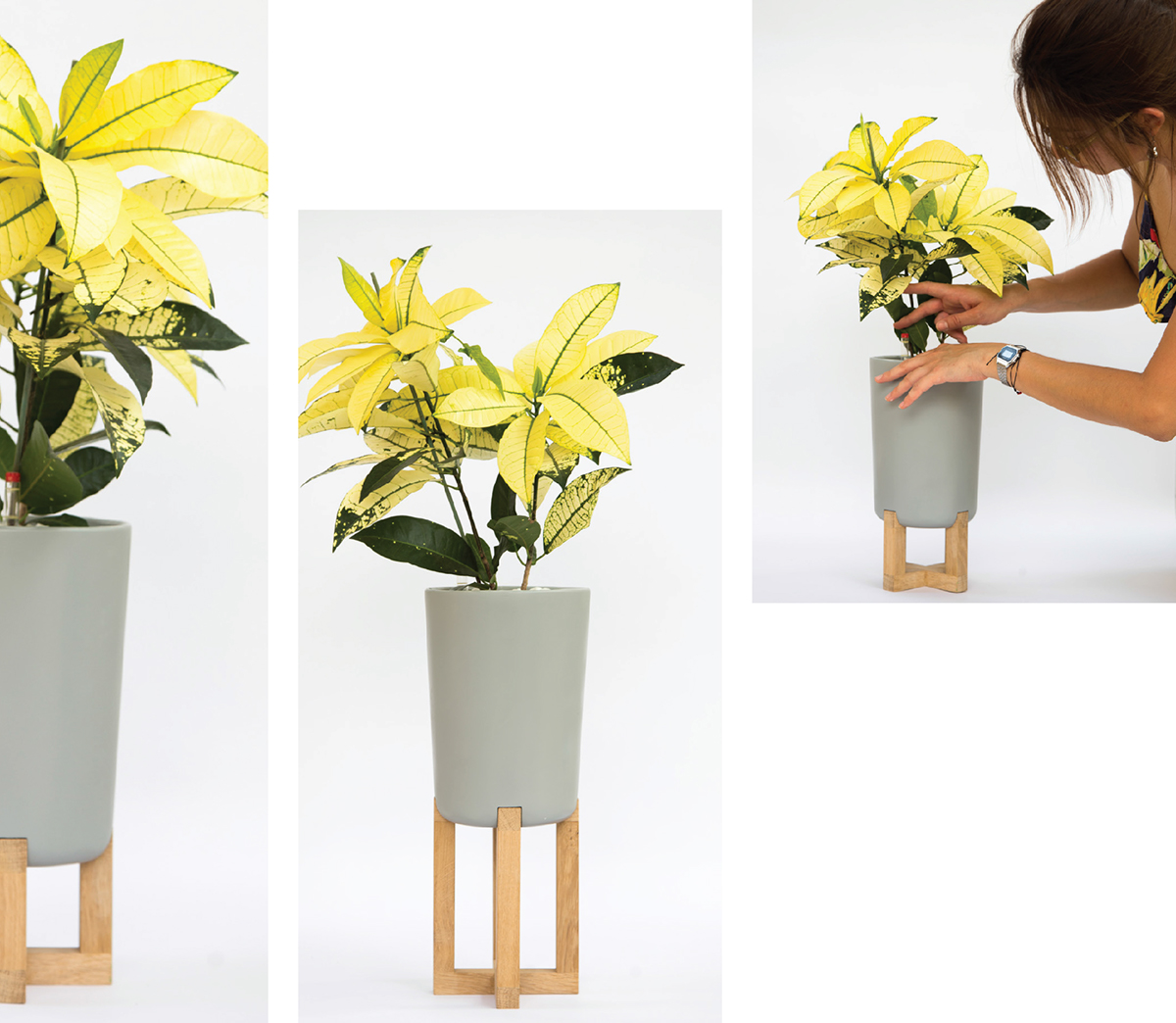 Basin family，Hydroponic culture，Flowerpot，woodiness，concrete，