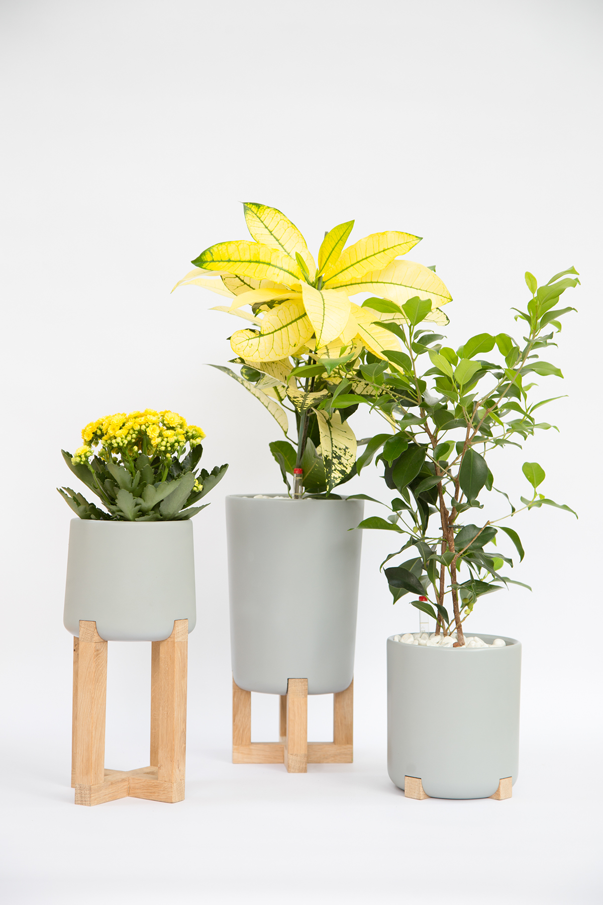 Basin family，Hydroponic culture，Flowerpot，woodiness，concrete，