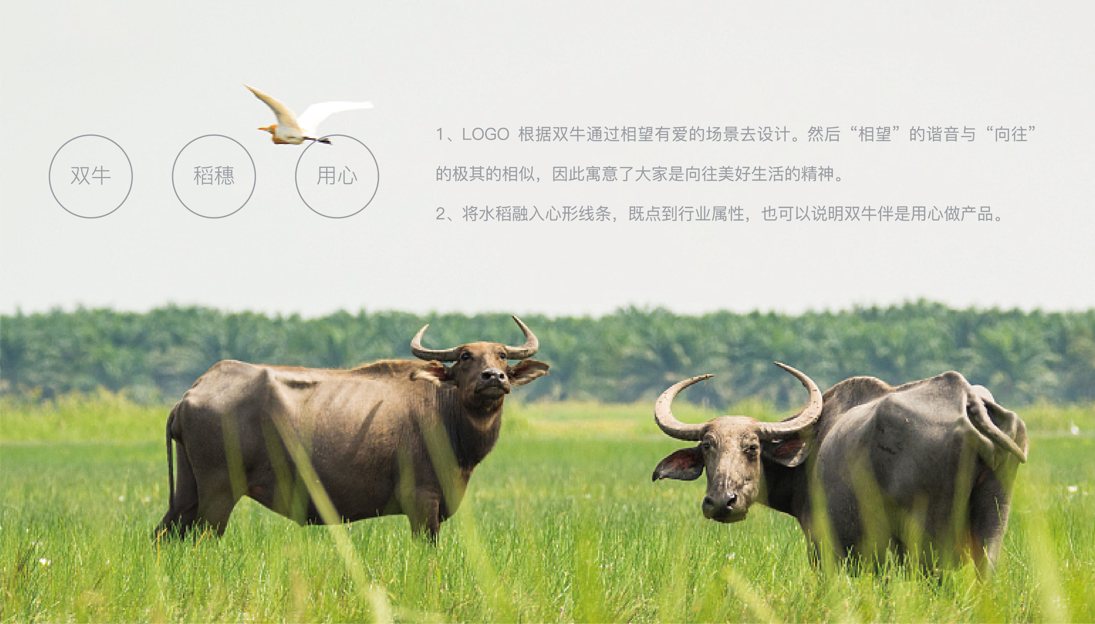 Grain and oil flour brand，Logo design，Brand design，