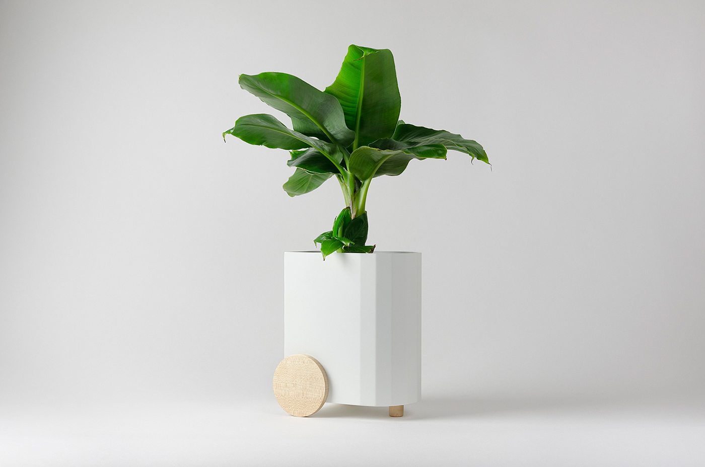 Froller，Potted plants，black and white，wood，