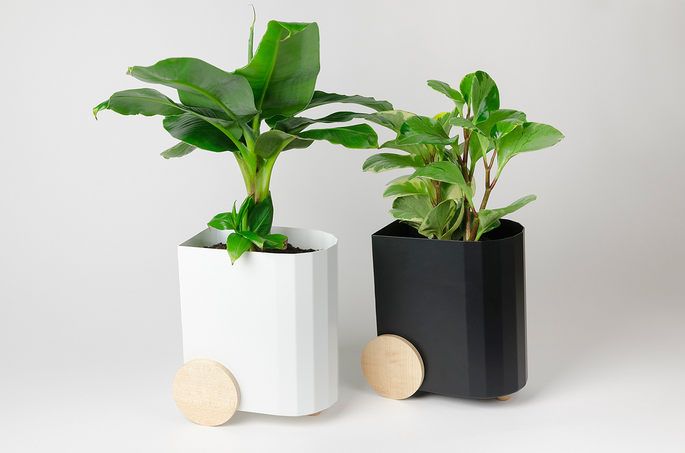 Froller，Potted plants，black and white，wood，