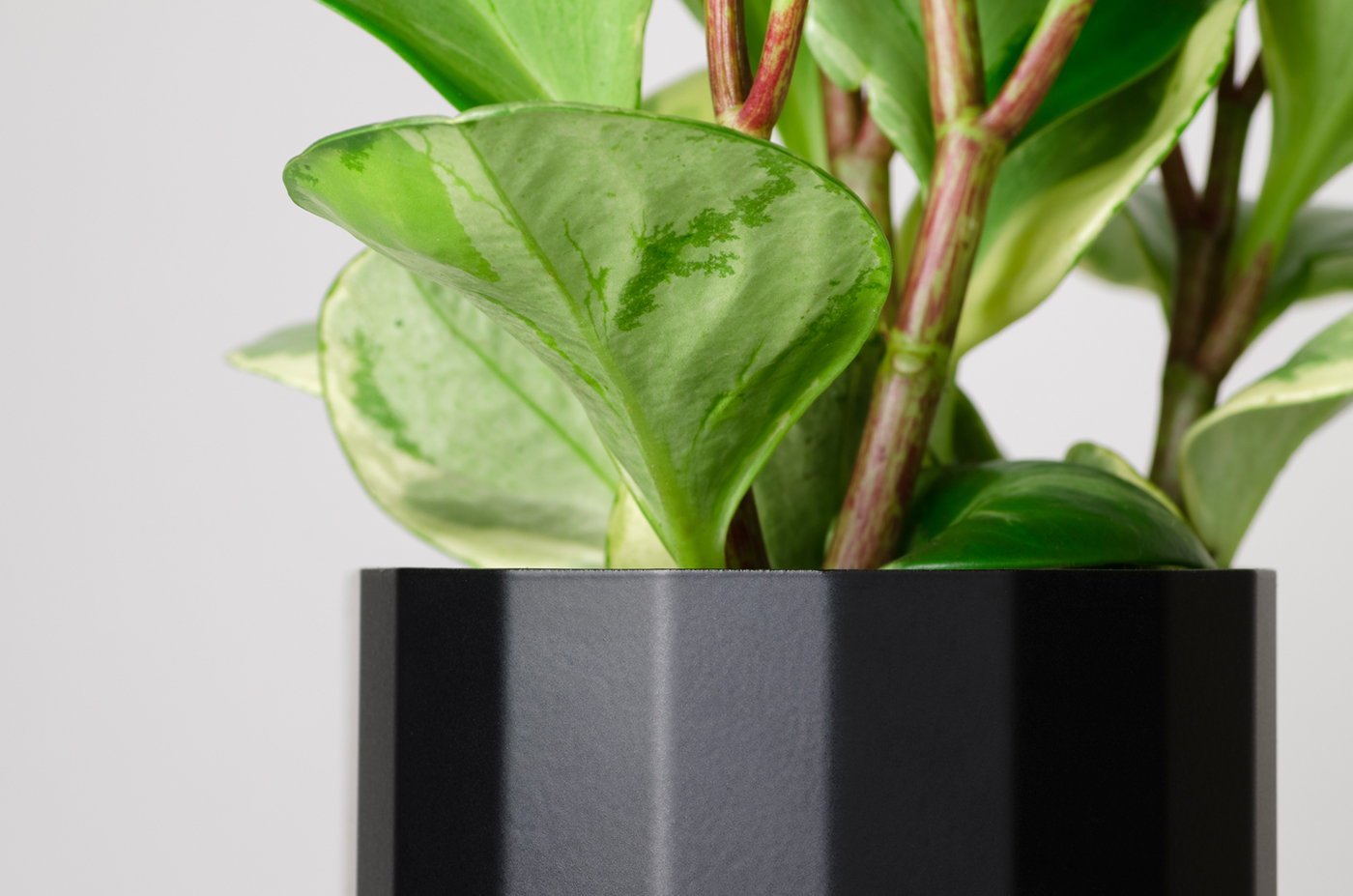 Froller，Potted plants，black and white，wood，