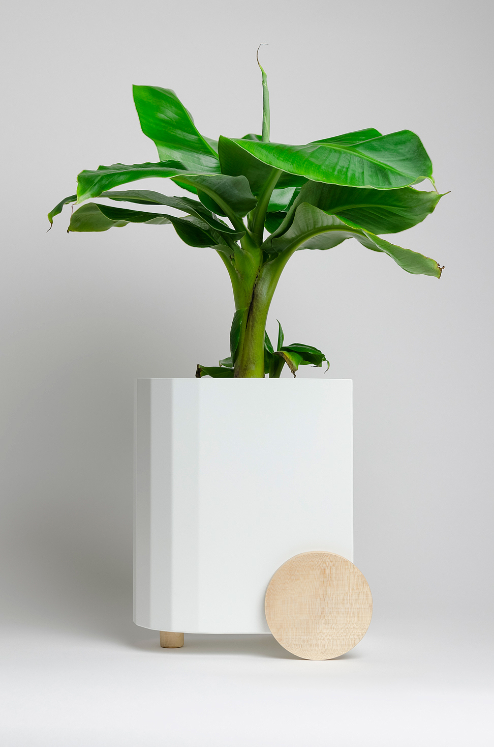 Froller，Potted plants，black and white，wood，