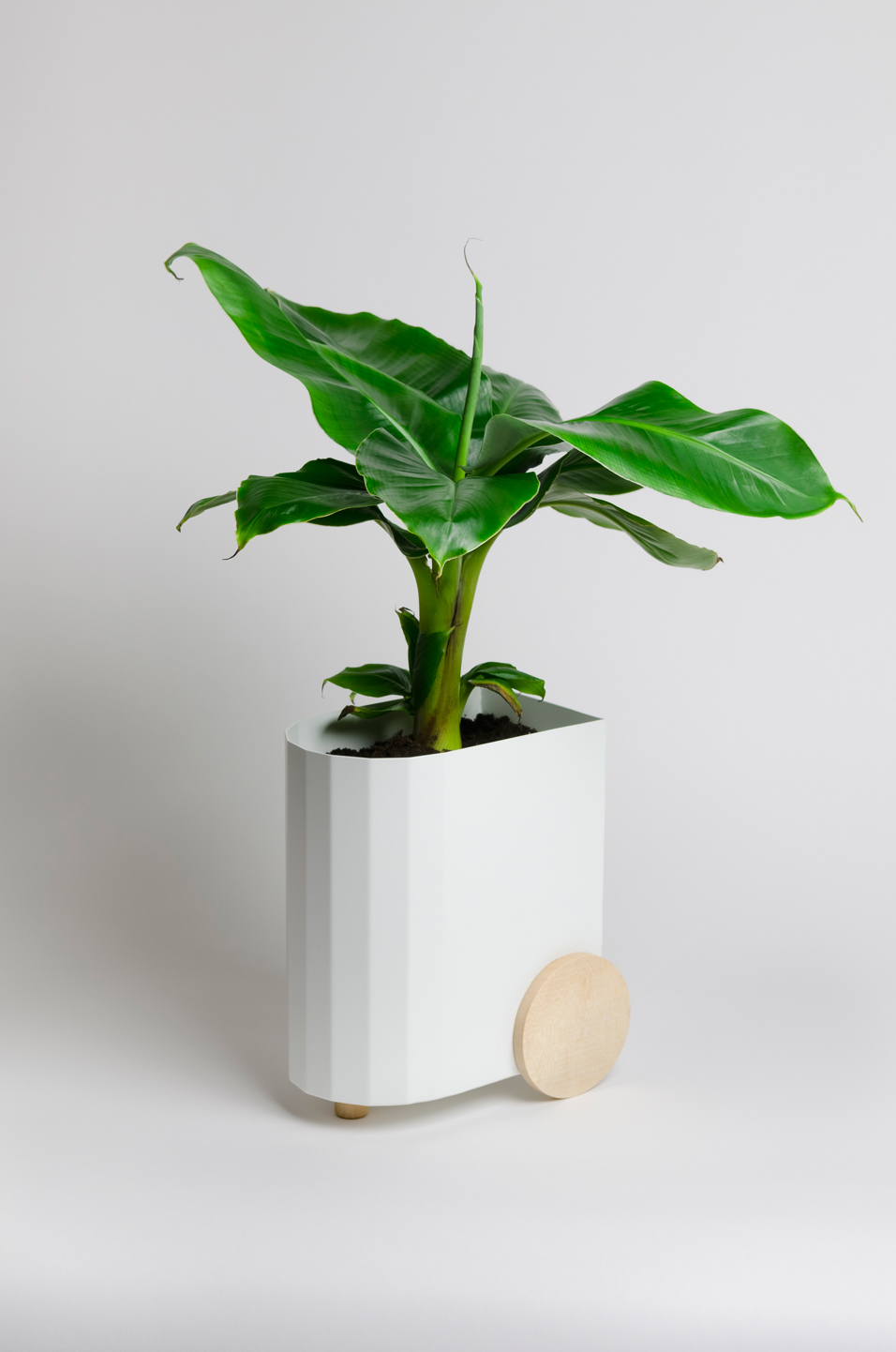 Froller，Potted plants，black and white，wood，