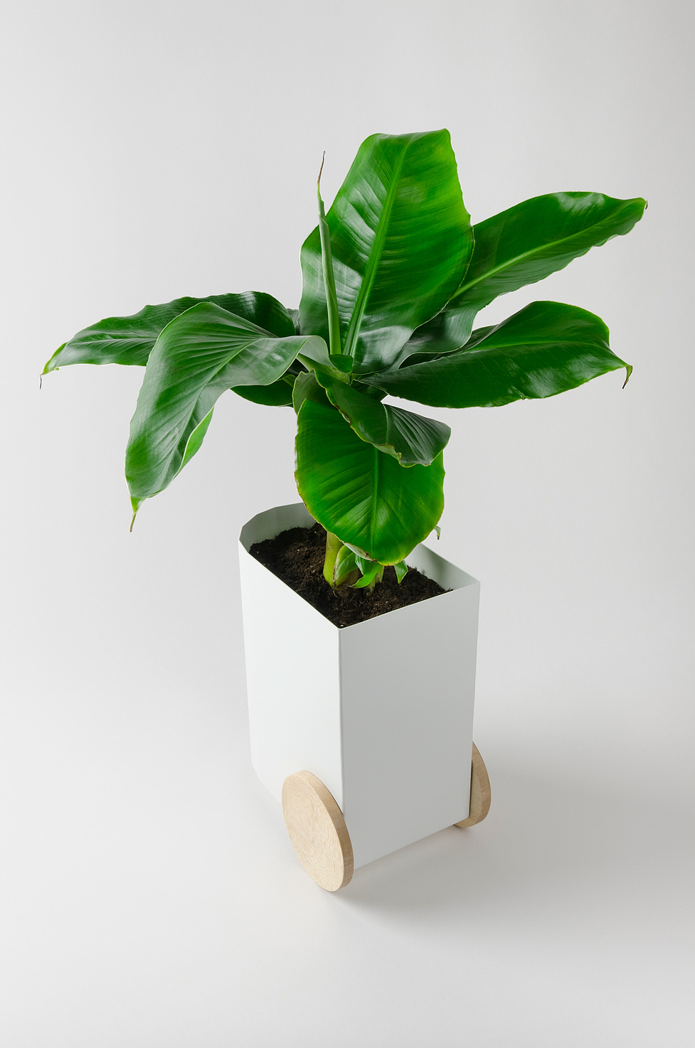 Froller，Potted plants，black and white，wood，