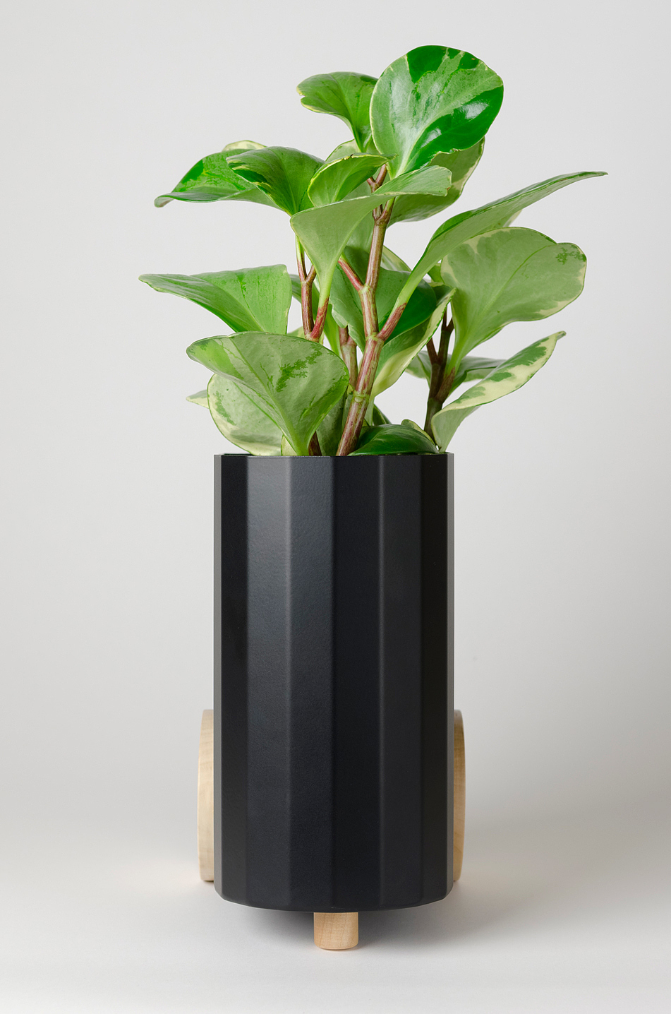 Froller，Potted plants，black and white，wood，