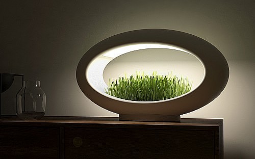 Potted plants，Desk lamp，Botany，lamp，Atmosphere lamp，