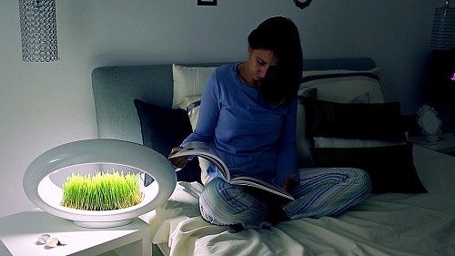 Potted plants，Desk lamp，Botany，lamp，Atmosphere lamp，