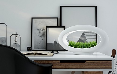 Potted plants，Desk lamp，Botany，lamp，Atmosphere lamp，
