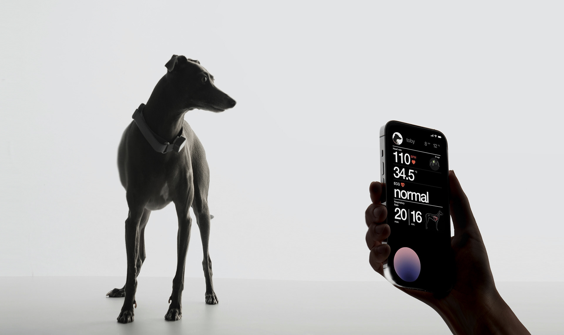 Pets，ai，Pet products，product design，artificial intelligence，