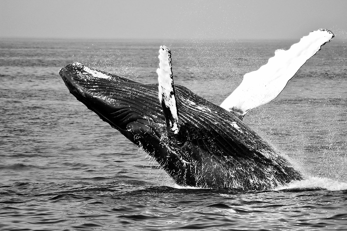 Ponpo，electronic product，Sleeping aids products，originality，