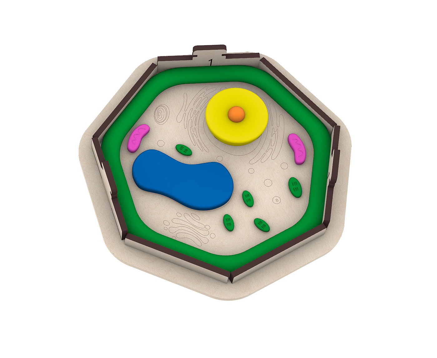 biological cell model，