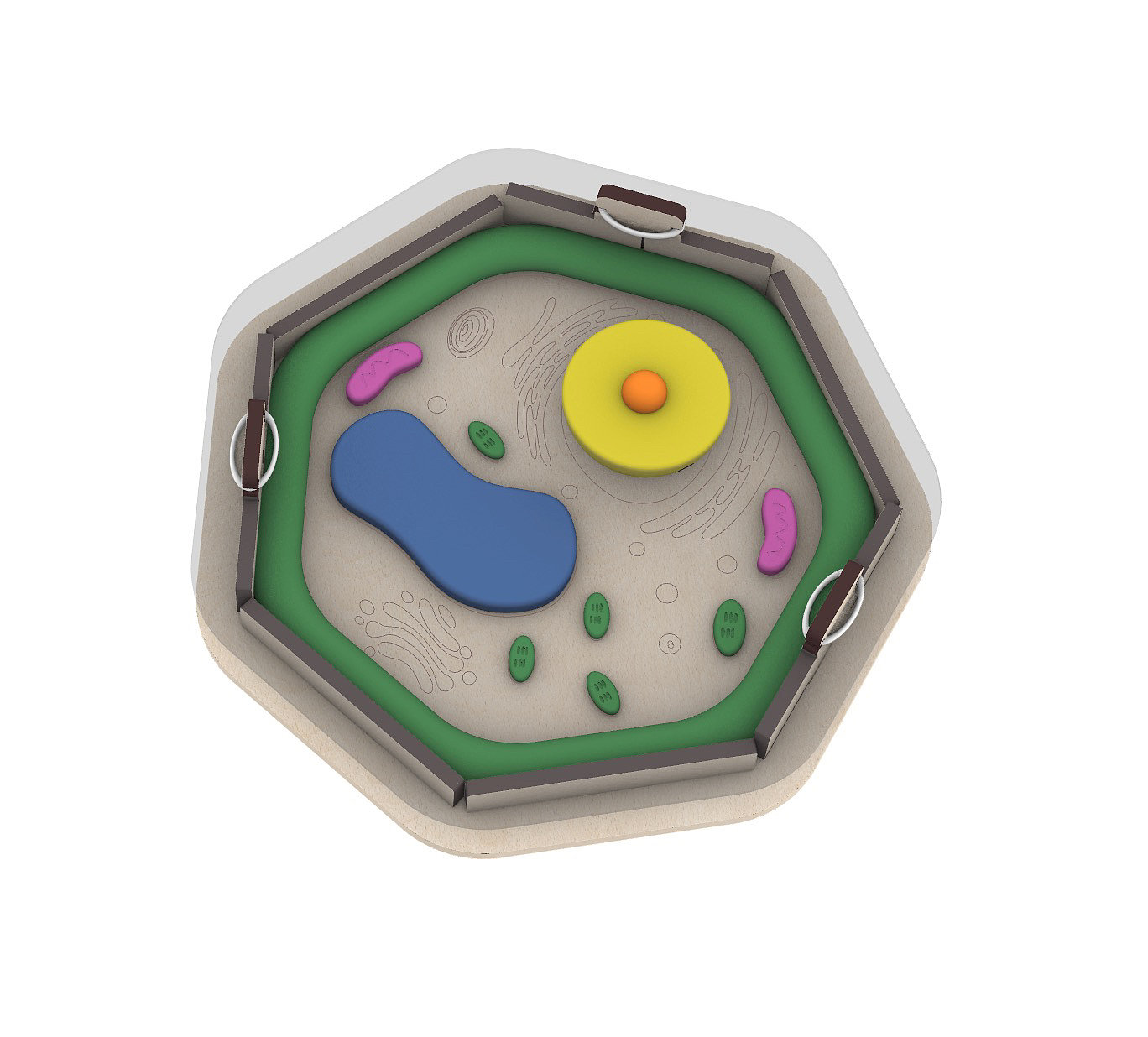 biological cell model，