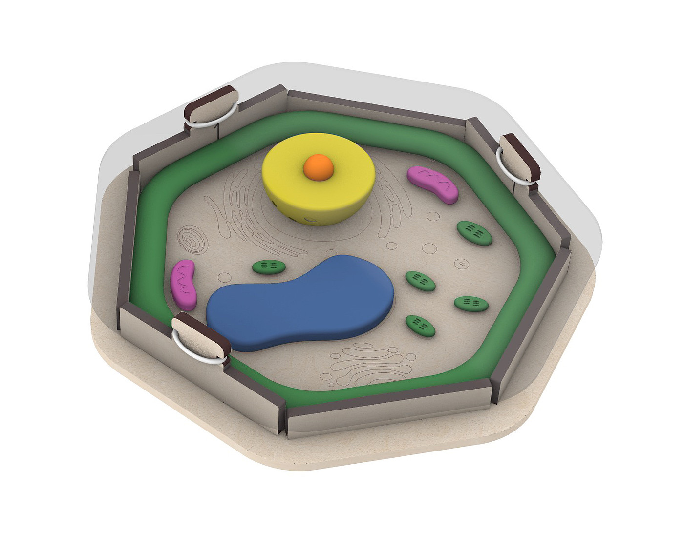 biological cell model，