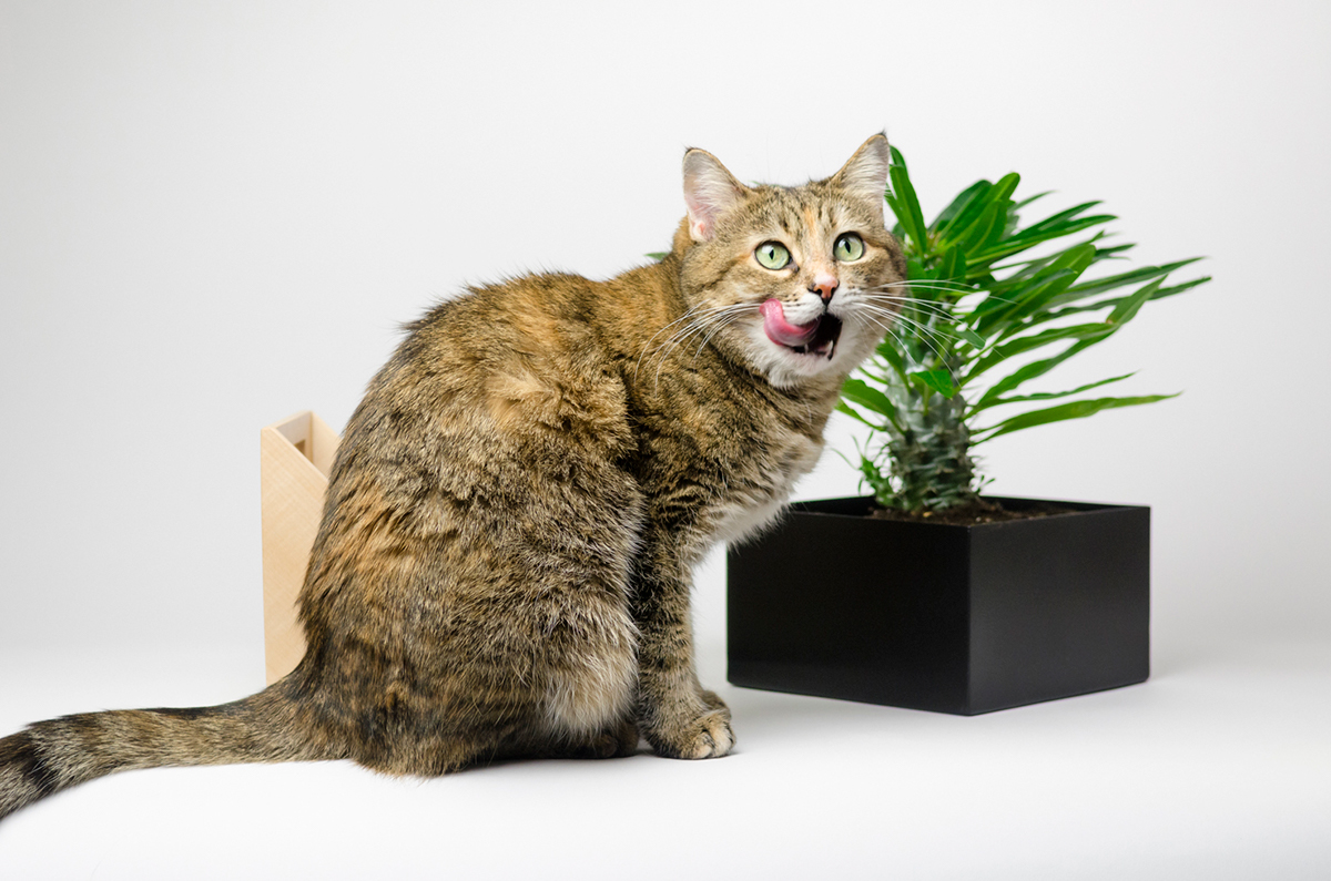 Flower Disk，Origami，Natural wood，container，Planting flowers and plants，decorate，