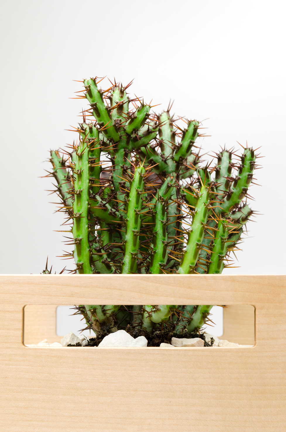 Flower Disk，Origami，Natural wood，container，Planting flowers and plants，decorate，