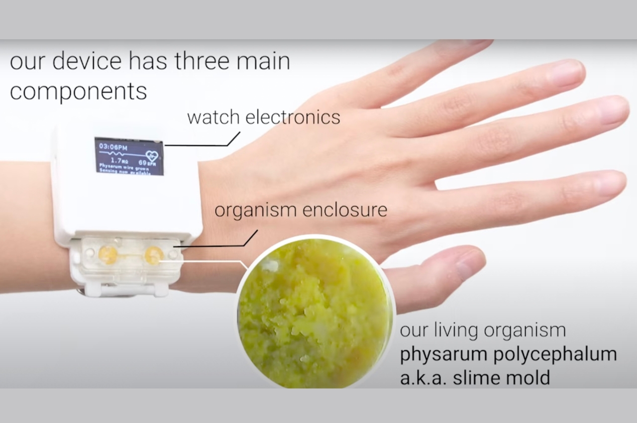 Wrist watch，intelligence，environmental protection energy，