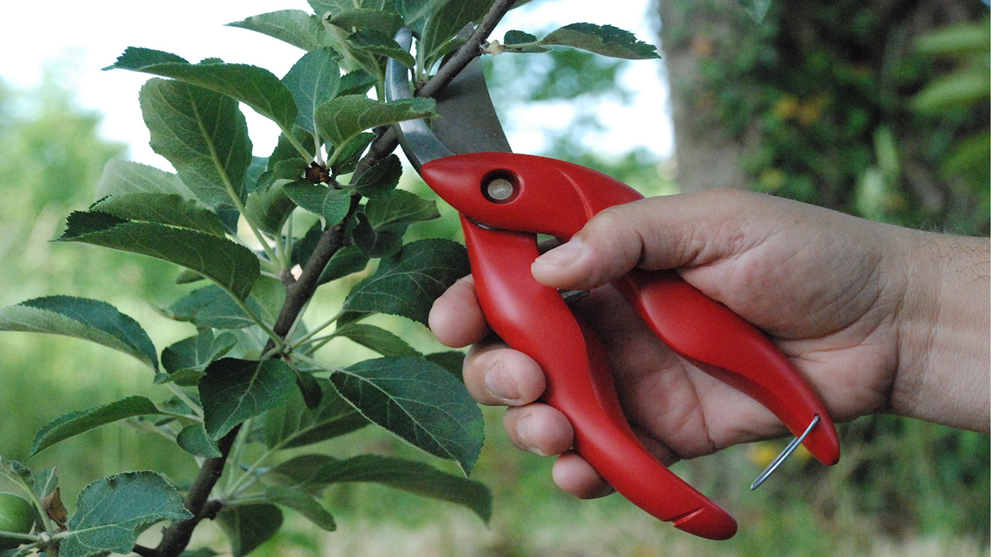 scissors，Botany，Replaceable，Crabby，Ergonomics，