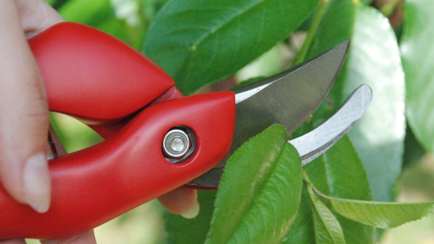 scissors，Botany，Replaceable，Crabby，Ergonomics，