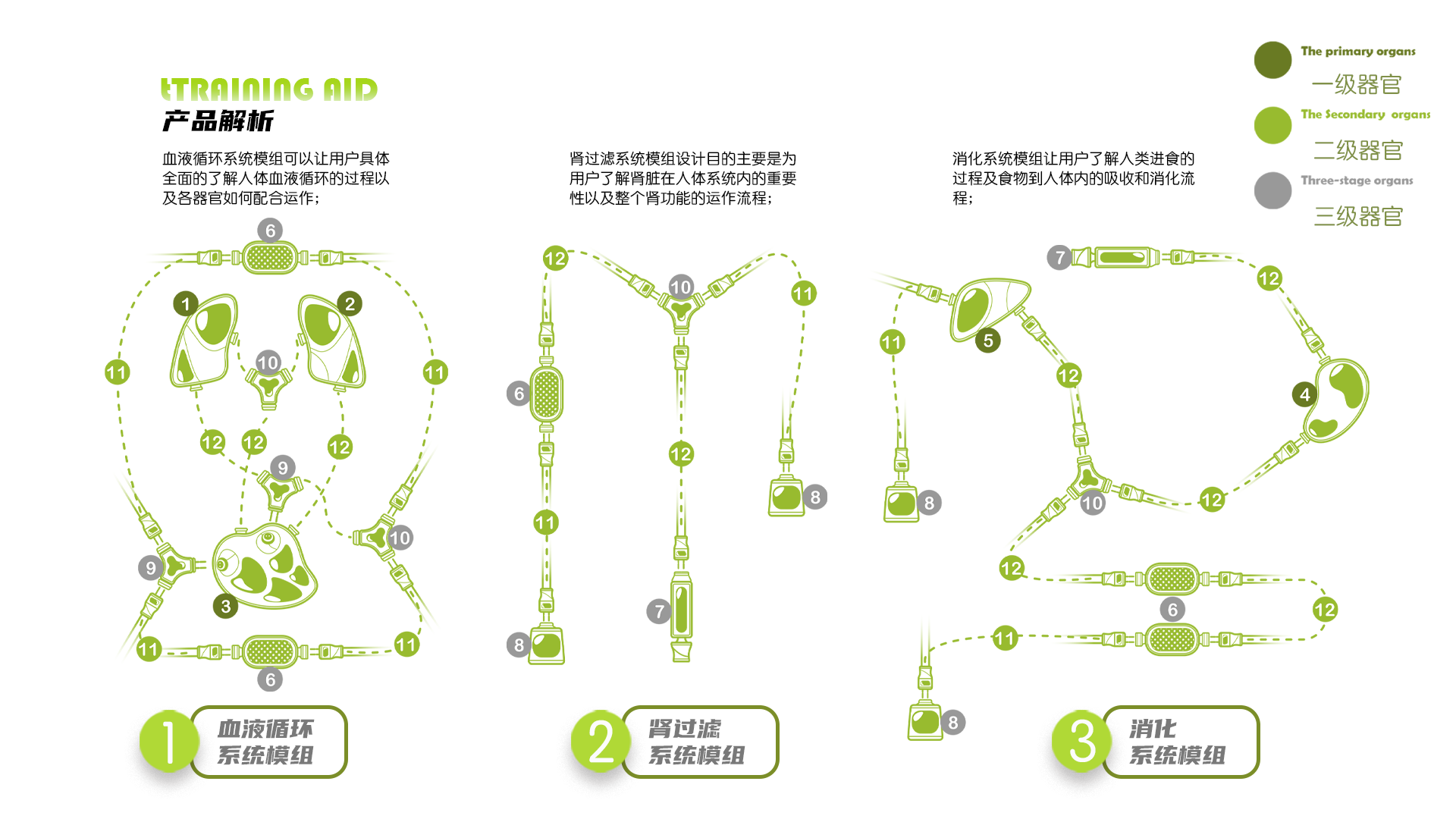 innovate，ui，interactive，human body，biology，New concept teaching aid，Interaction design，Teaching toys，