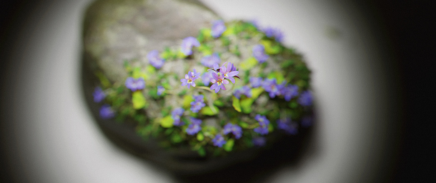 Artwork，stone，flowers and plants，manipulator，video，