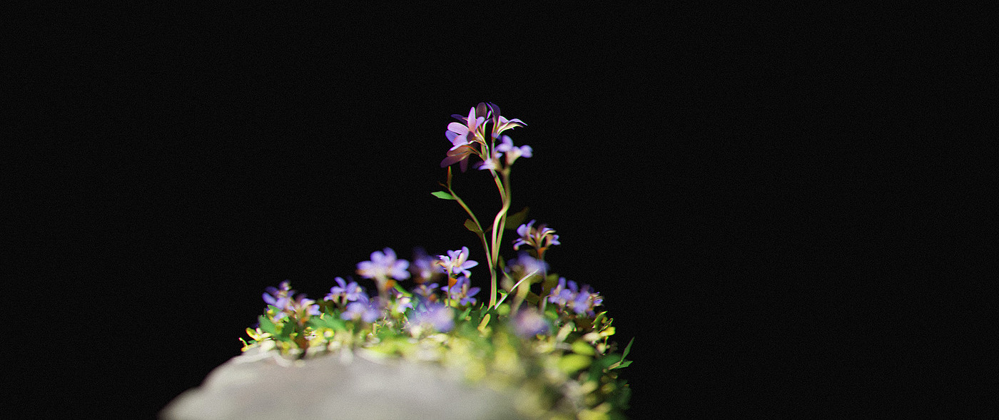 Artwork，stone，flowers and plants，manipulator，video，