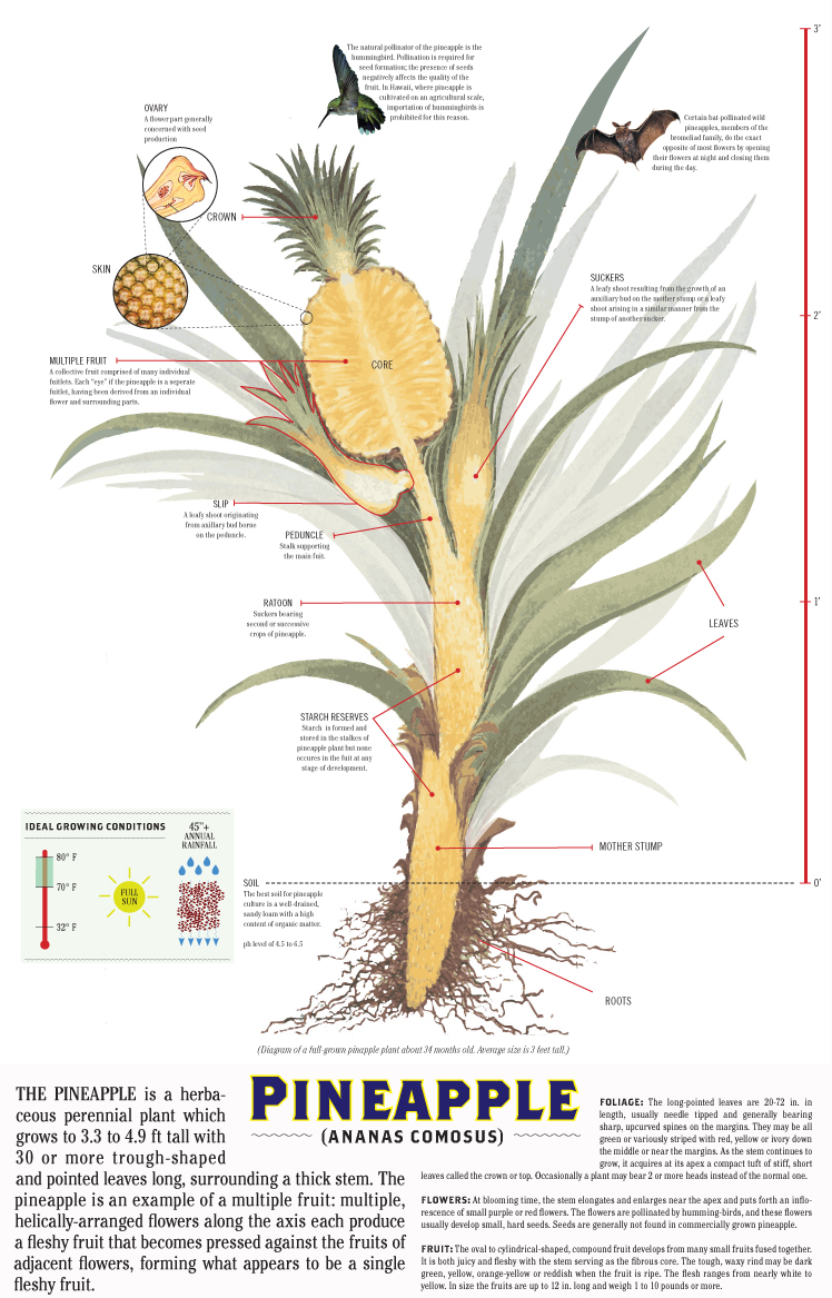The Pineapple Project - 普象网