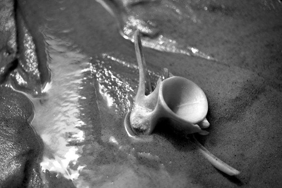 kitchen，tableware，Japan，dish，fish，ceramics，