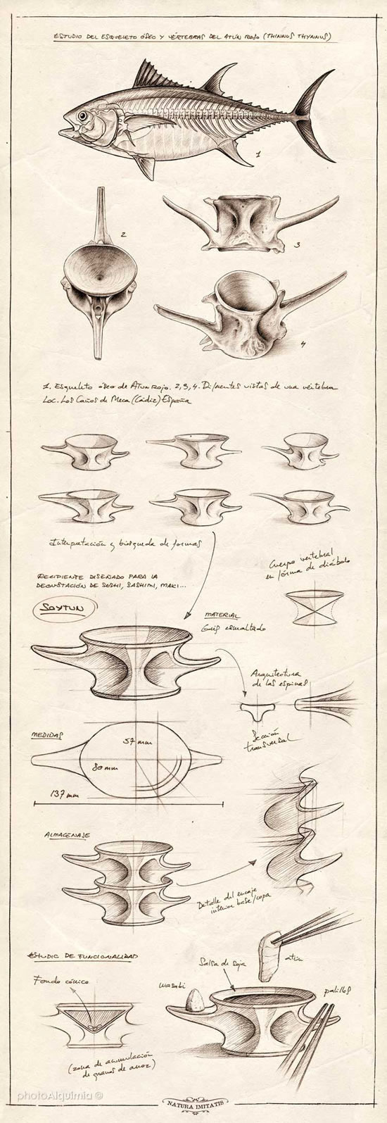 kitchen，tableware，Japan，dish，fish，ceramics，
