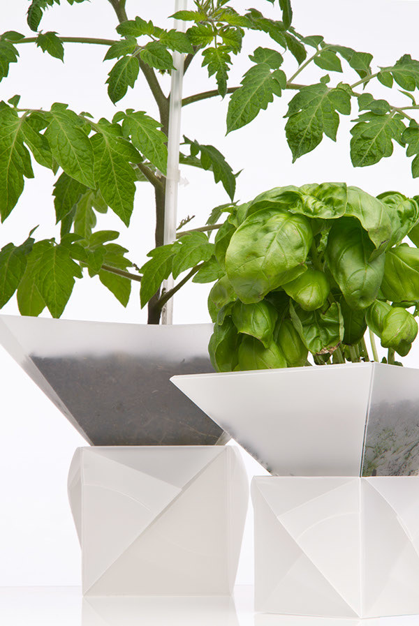 Flowerpot，Botany，healthy，plant，geometry，