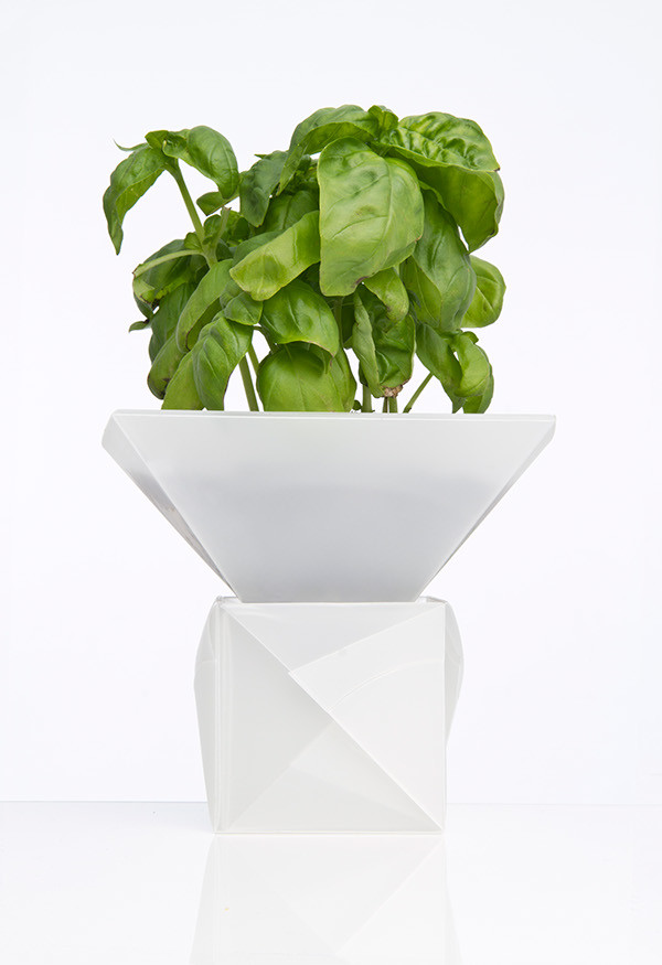 Flowerpot，Botany，healthy，plant，geometry，