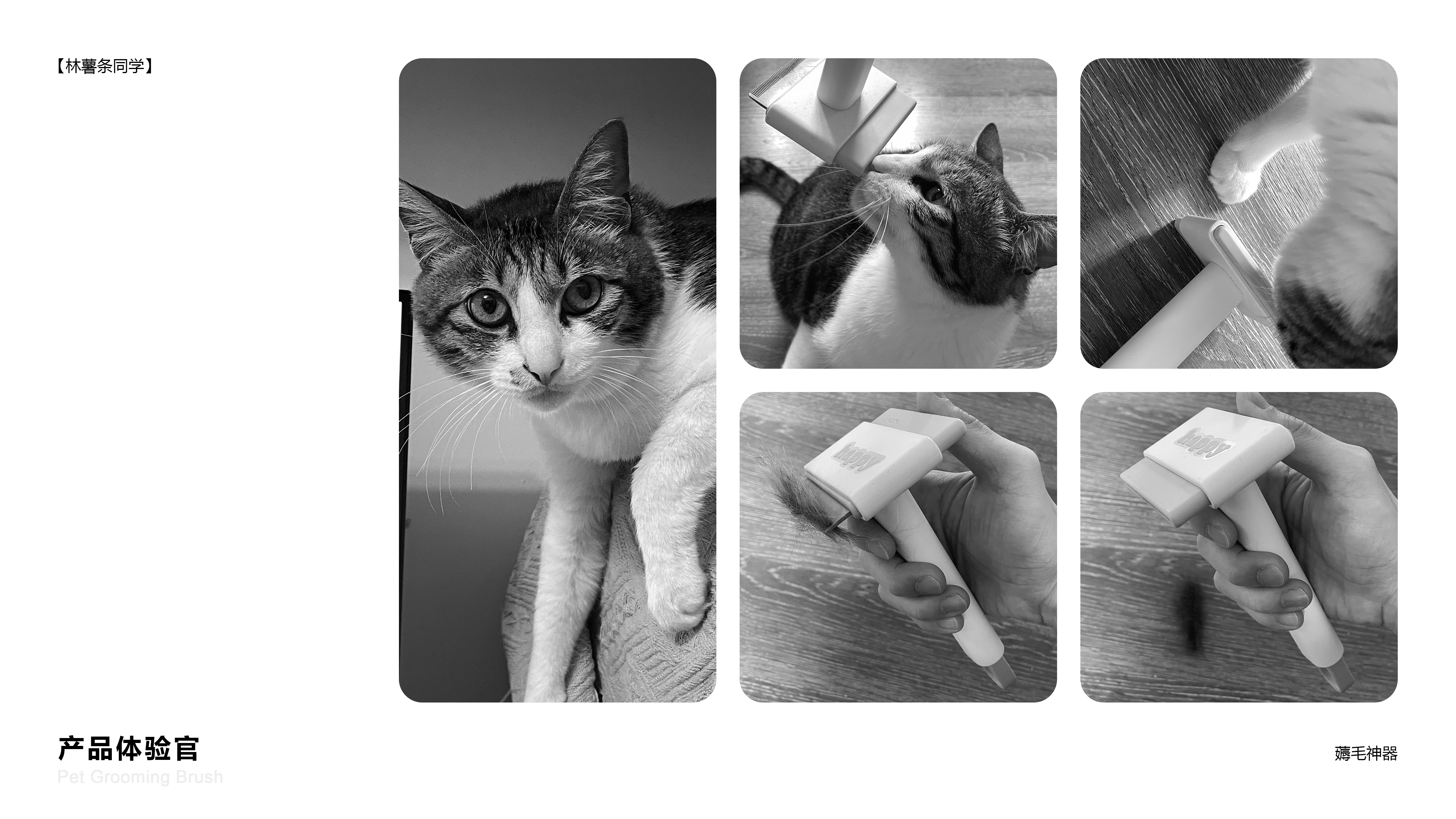 Kitty，Pets，comb，