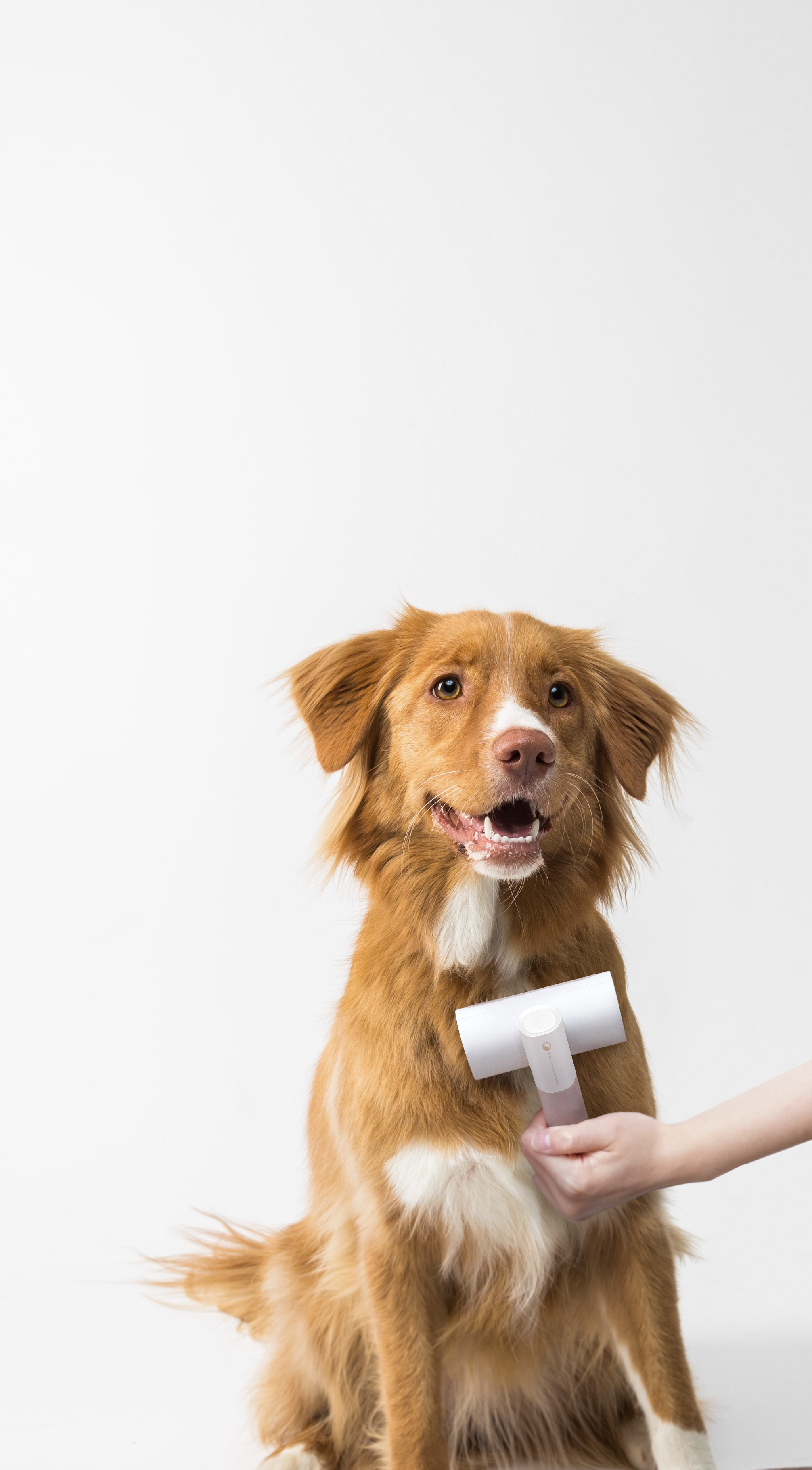 Pets，Cleaning Care，comb，Kitty，Multifunctional comb，Dog，