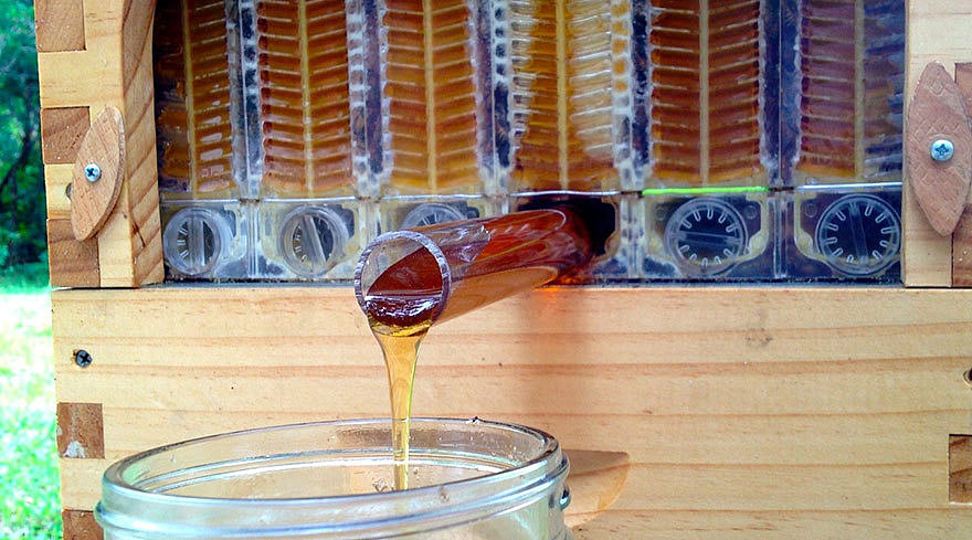 hive，honeybee，nectar，honey，sugar，