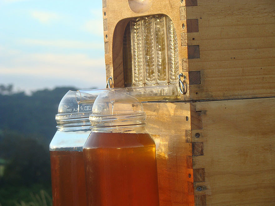 hive，honeybee，nectar，honey，sugar，