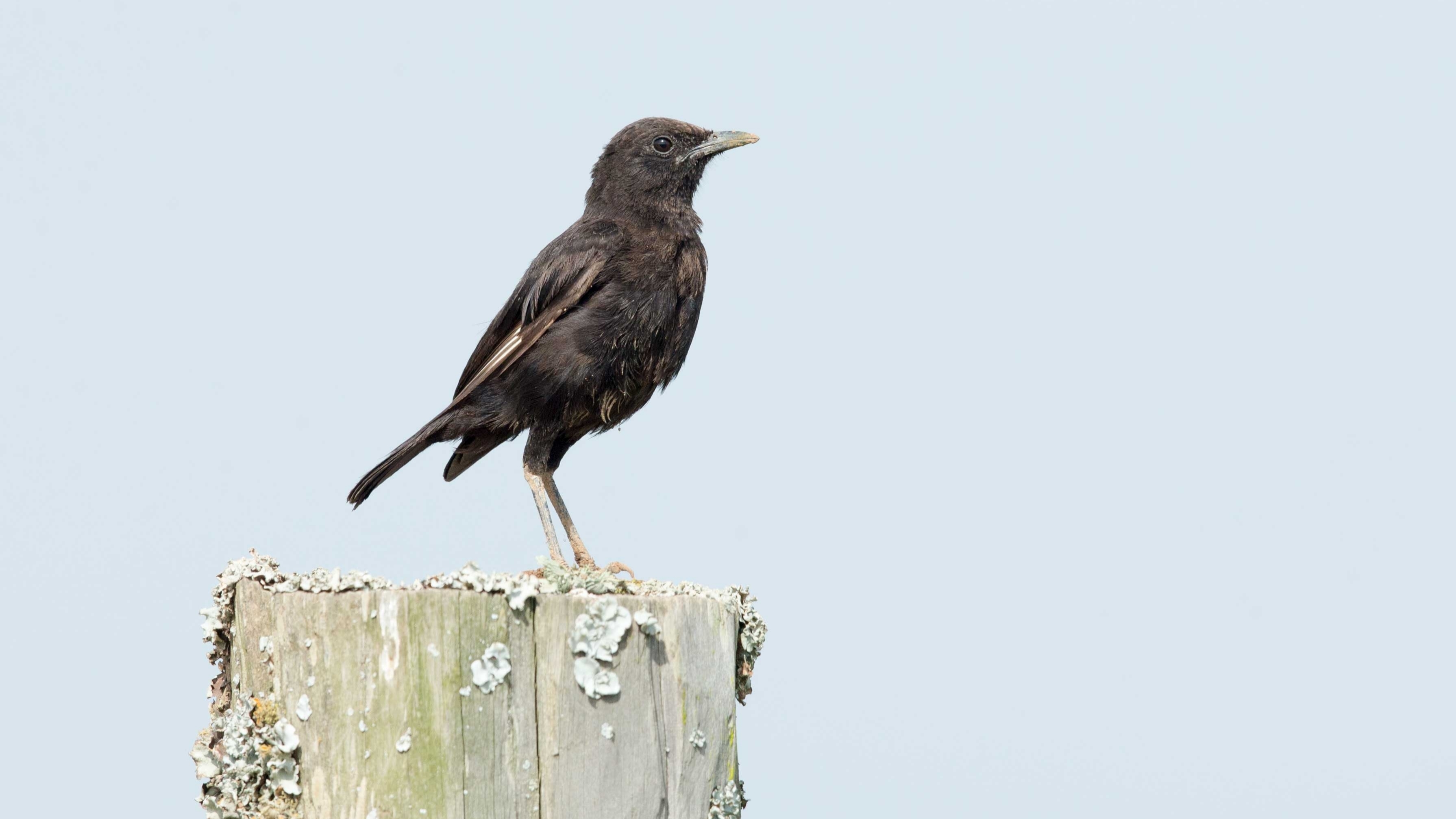 Liquid soap，Automatic hand sanitizer，Electric hand sanitizer，Bionics Design ，