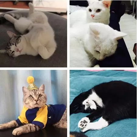 Kobayashi pharmaceutical，Bracket，Latex pillow，dishwasher，Vacuum cleaner，