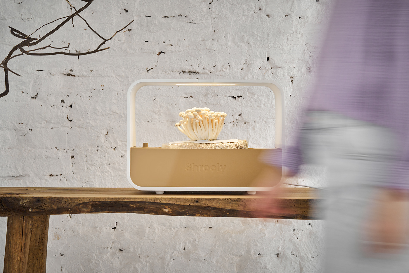 Shrooly，intelligence，Family Garden，Appearance design，